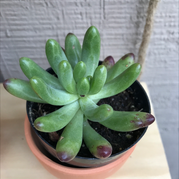 Sedum adolphi 'Golden Glow' succulent with some browning tips in a small pot.