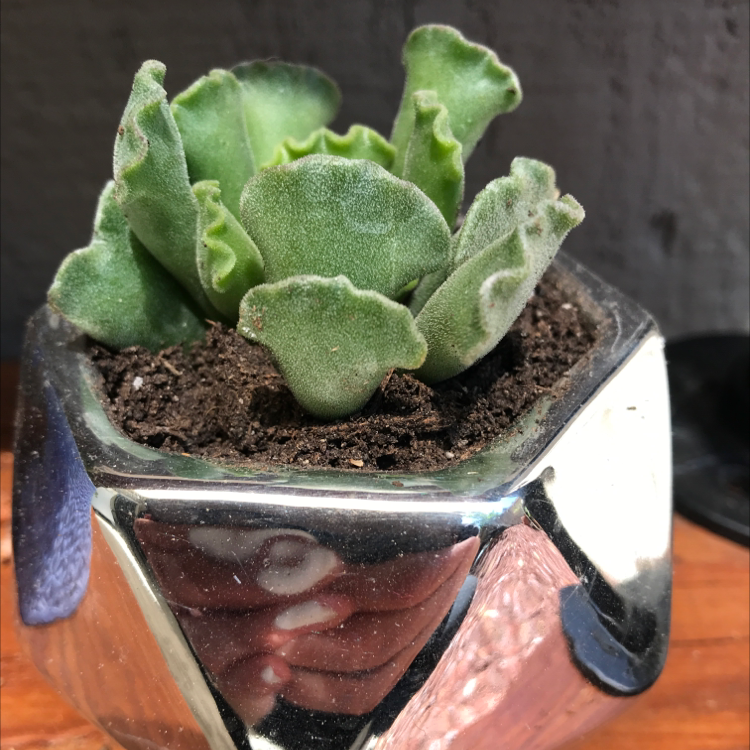 Pillow Feet Crinkle Leaf Plant in a reflective pot with healthy green leaves.