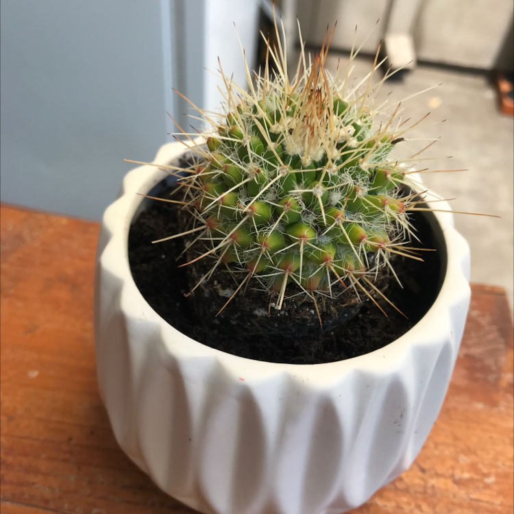 Mexican Pincushion cactus in a white pot, appears healthy.