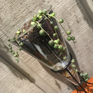 String of Pearls plant in Citrus Heights, California