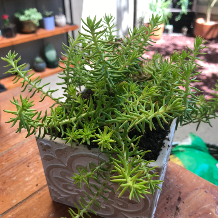 Jenny's Stonecrop plant in a decorative pot with vibrant green leaves.