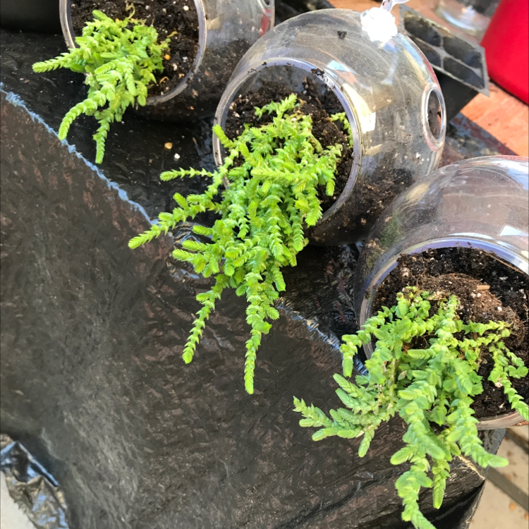 Three healthy Rattail Crassula plants in transparent containers with visible soil.