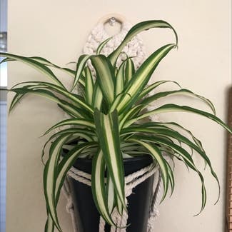 Spider Plant plant in Citrus Heights, California