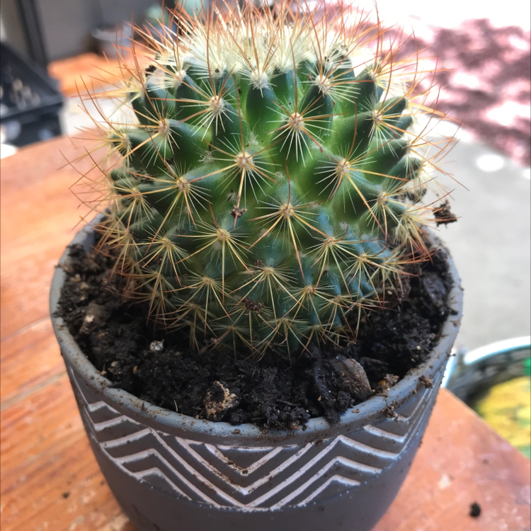 Photo of the plant species Rainbow Pincushion by @sierrakaminsky named Rainbow Pincushion Cactus on Greg, the plant care app