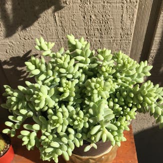 Burro's Tail plant in Citrus Heights, California