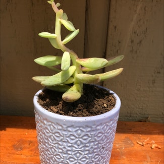Pachyphytum 'Moon Silver' plant in Citrus Heights, California