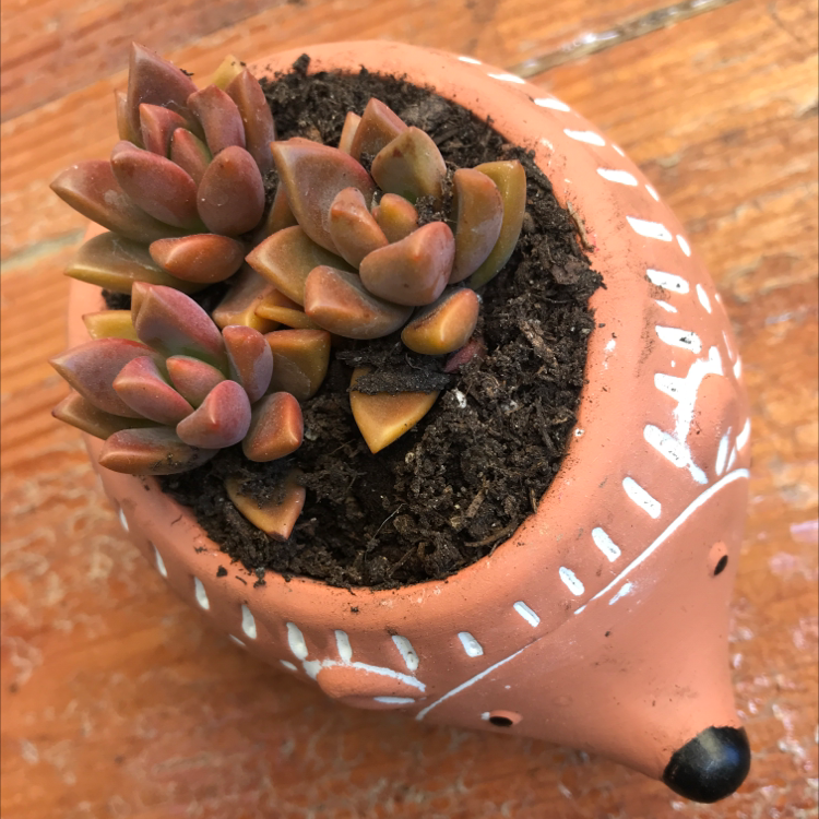 Photo of the plant species Graptosedum 'Alpenglow' by @sierrakaminsky named Alpenglow Hedgie 🦔 on Greg, the plant care app
