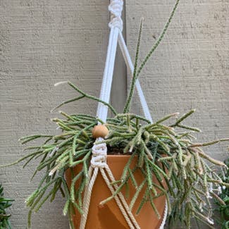 Hairy Stemmed Rhipsalis plant in Citrus Heights, California
