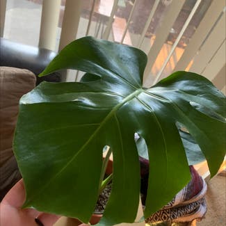 Monstera plant in Citrus Heights, California