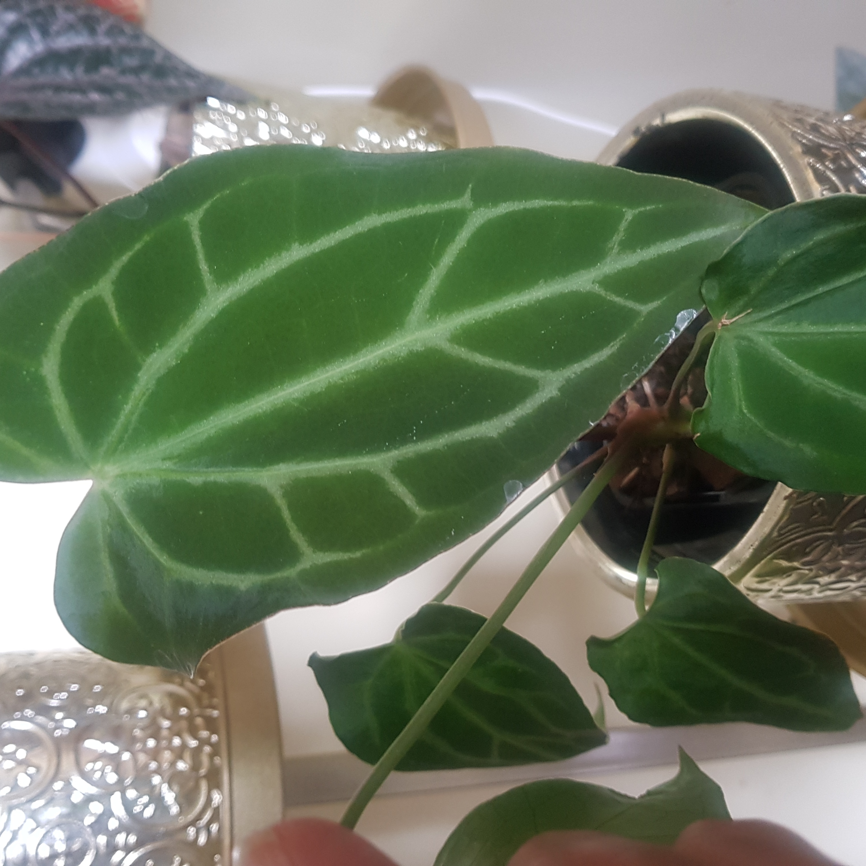 Close-up of an Anthurium magnificum leaf with prominent white veins, held by a hand.