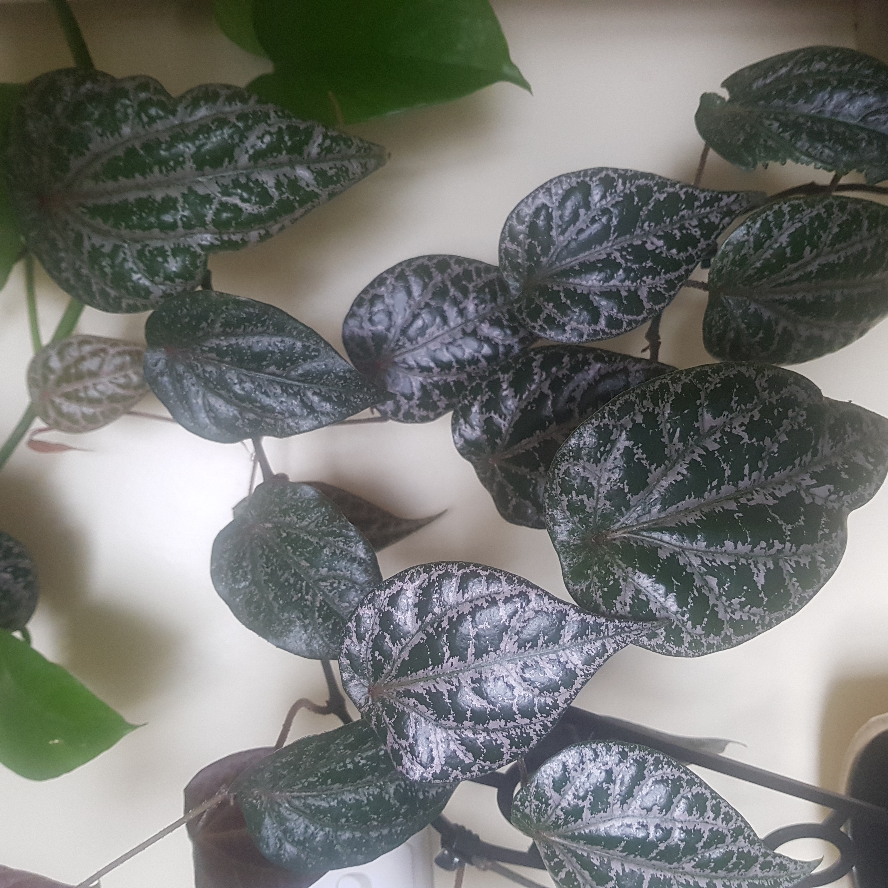 Red Betel plant with dark green leaves and white veining, well-framed and in focus.
