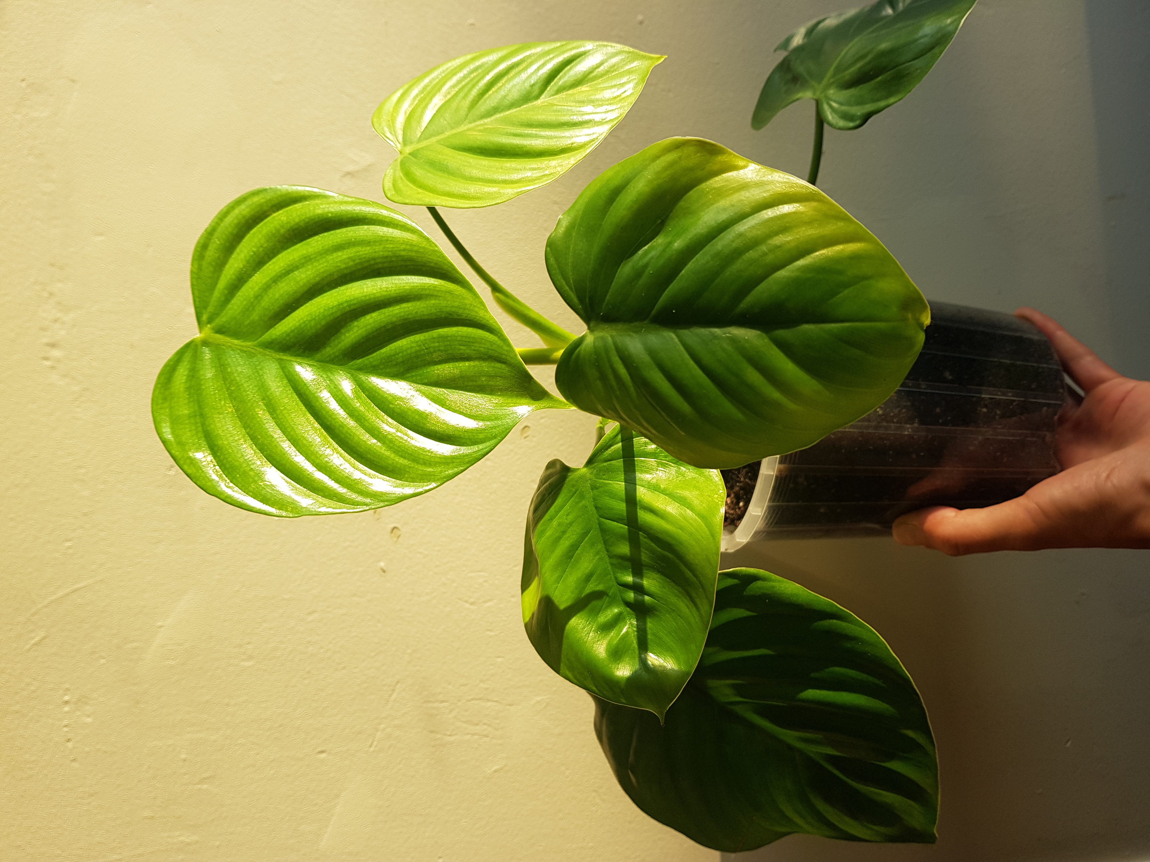 Photo of the plant species Philodendron eximium by @HypnoticKaramu named Philodendron Eximium on Greg, the plant care app