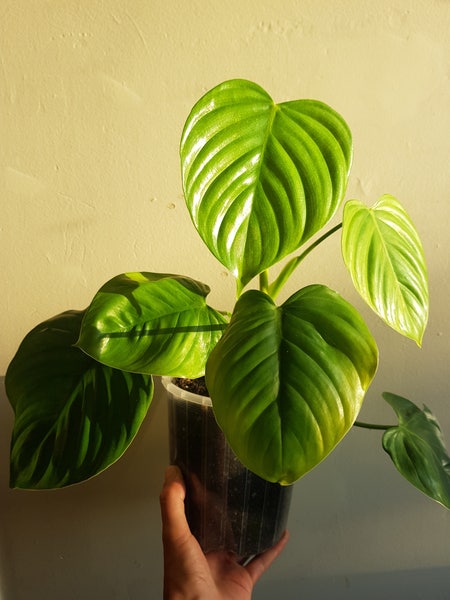 Photo of the plant species Philodendron eximium by Hypnotickaramu named Philodendron Eximium on Greg, the plant care app