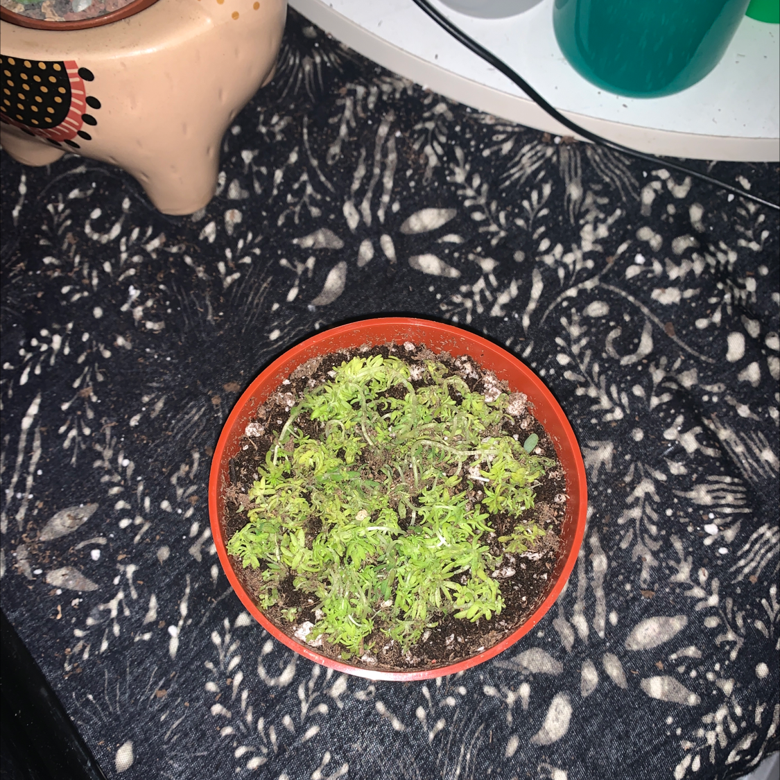 Potted Tokyo Sun Stonecrop plant on a patterned surface, soil visible.