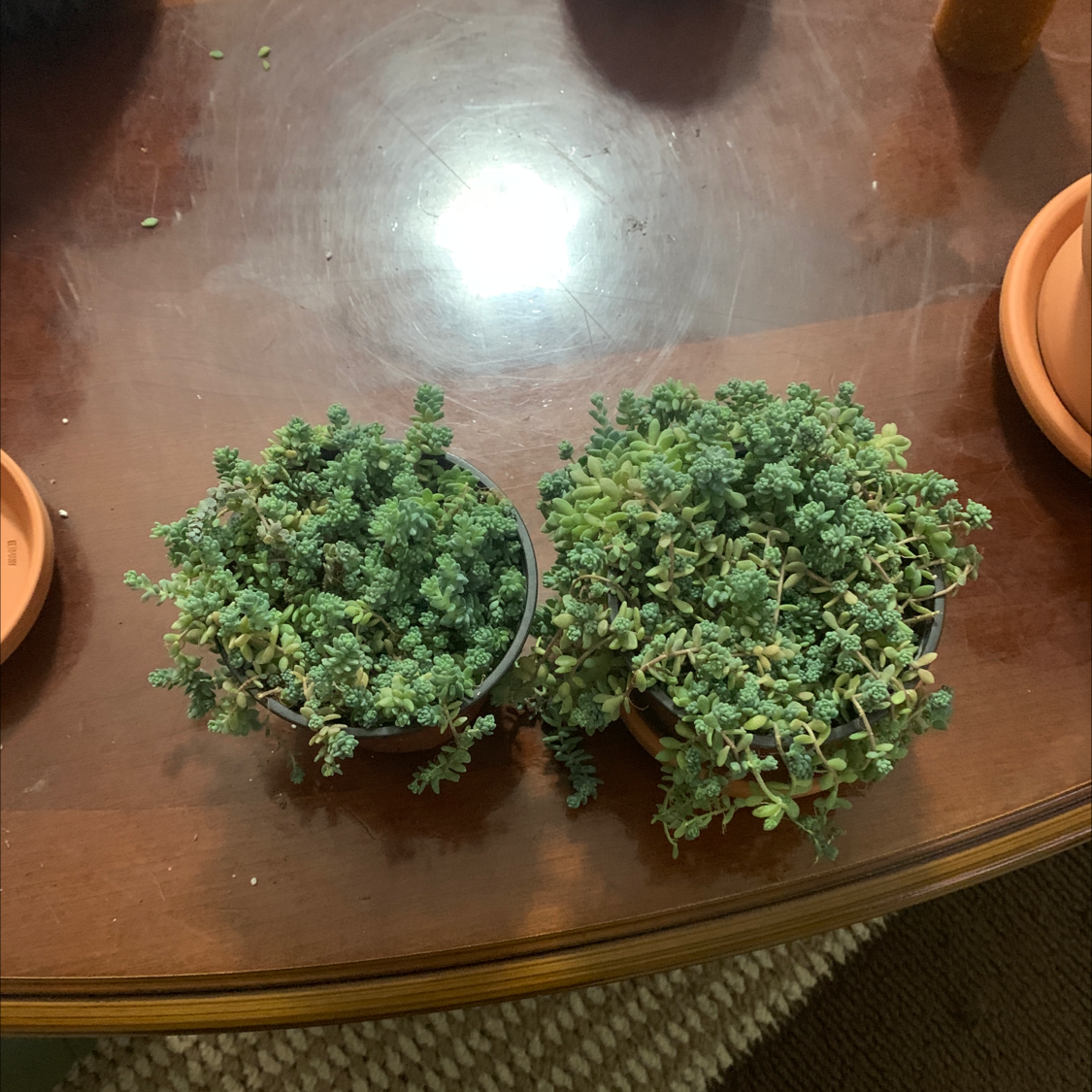 Two potted Corsican Stonecrop plants on a wooden surface.