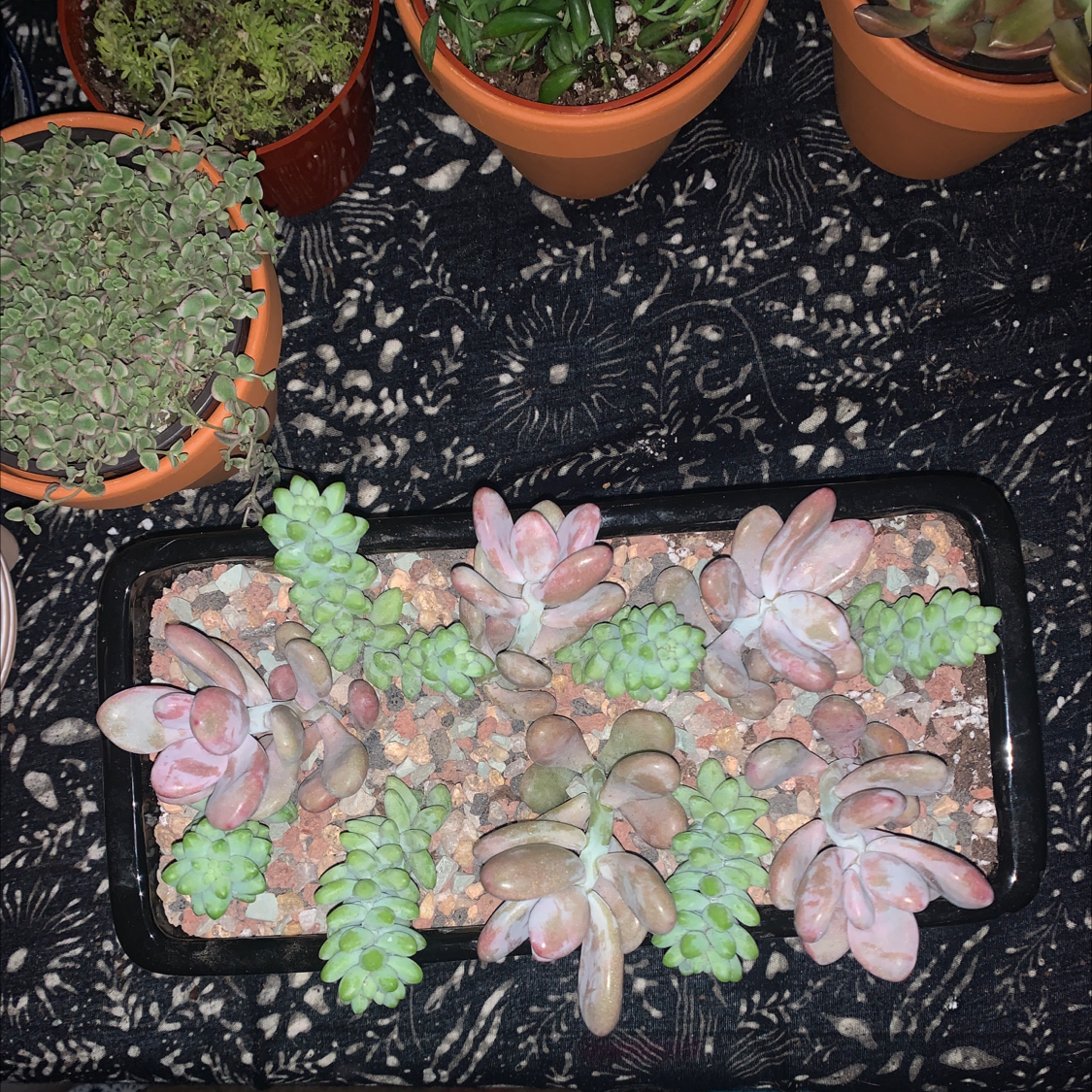 Pink Moonstones succulent in a rectangular pot with rocky soil, surrounded by other potted plants.