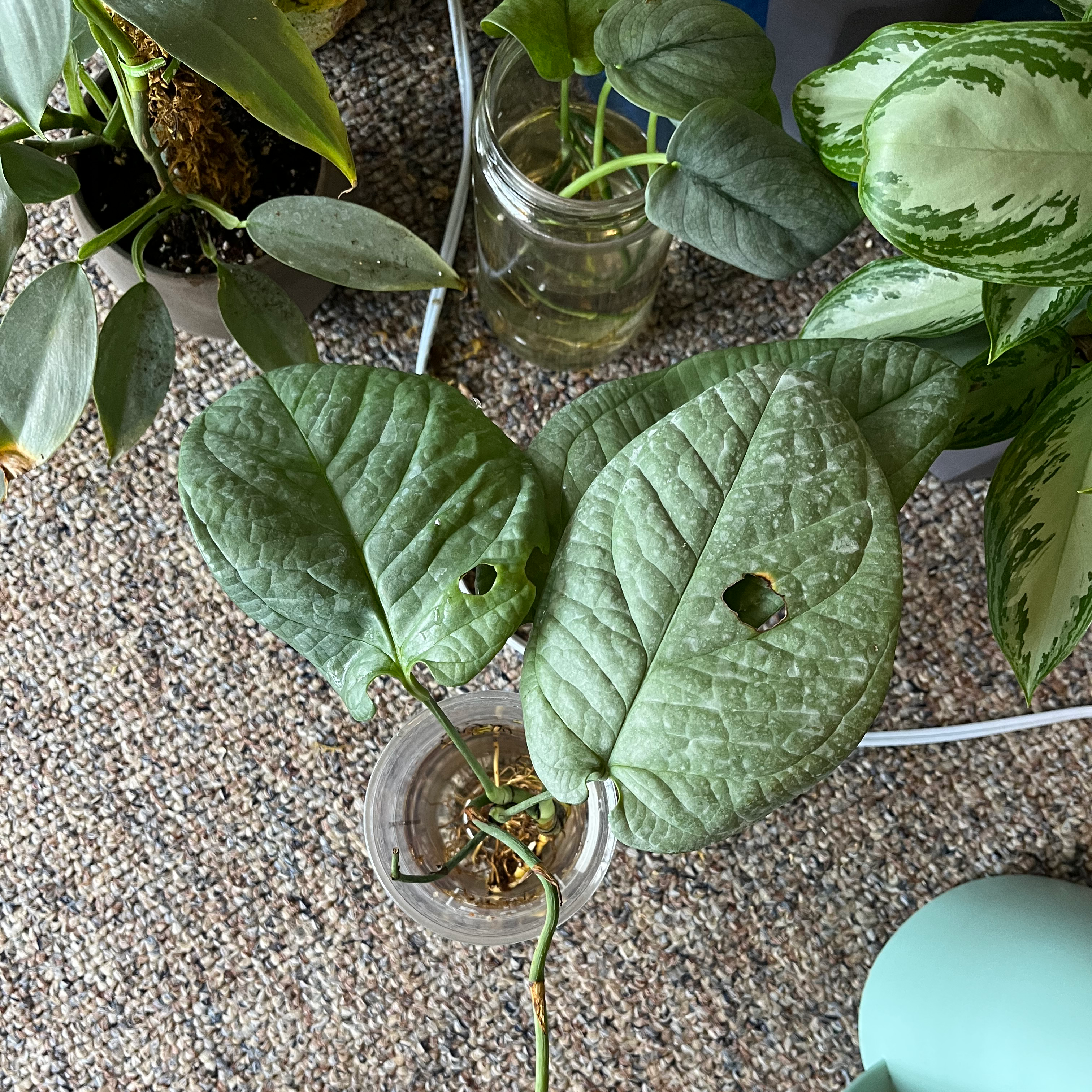 Amydrium 'Spider Man' plant with large, textured leaves in a glass container, surrounded by other plants.