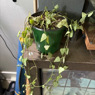 String Of Arrows plant in Somewhere on Earth