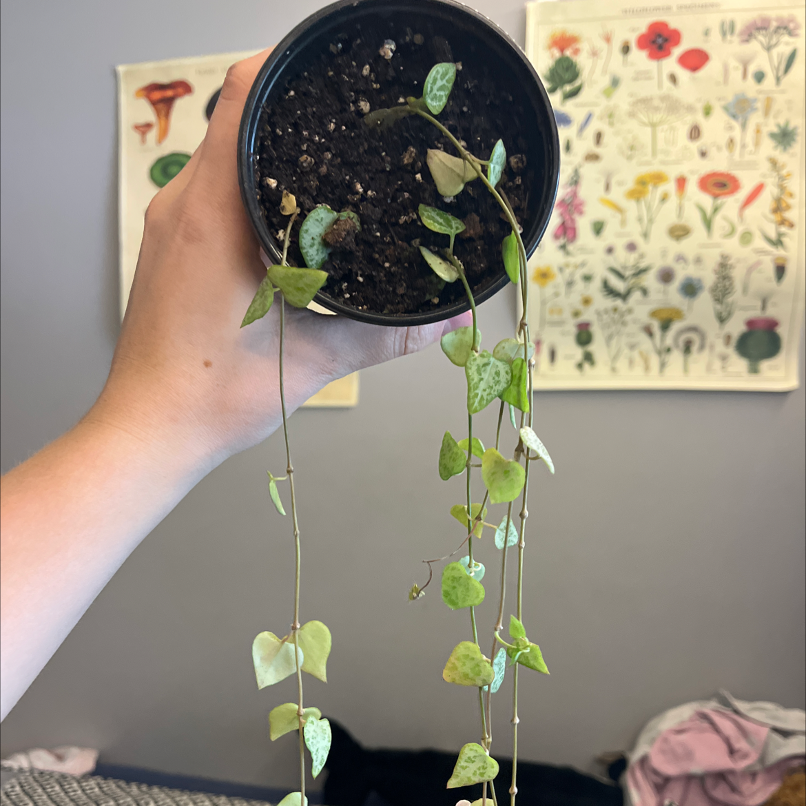 String Of Arrows plant with yellowing and browning leaves, held by a hand, soil visible.