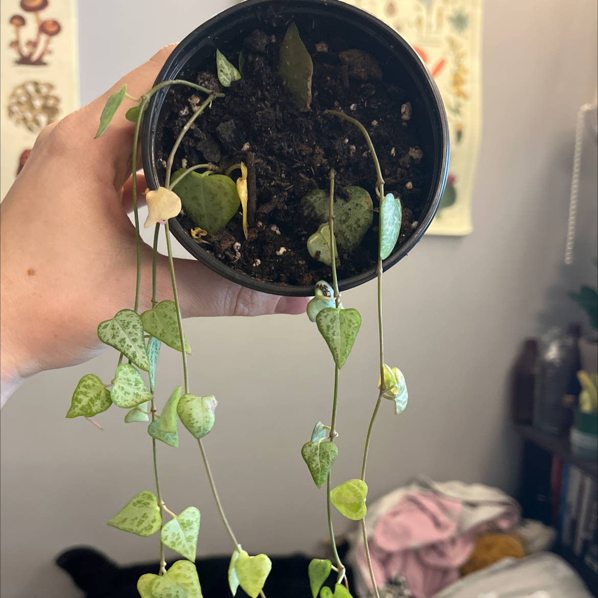 String Of Arrows plant with yellowing and browning leaves, held by a hand.