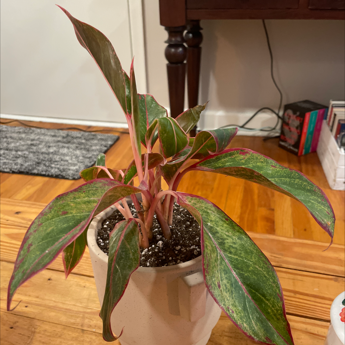 Photo of the plant species saphire susane by @SuaveSugarcane named Your plant on Greg, the plant care app