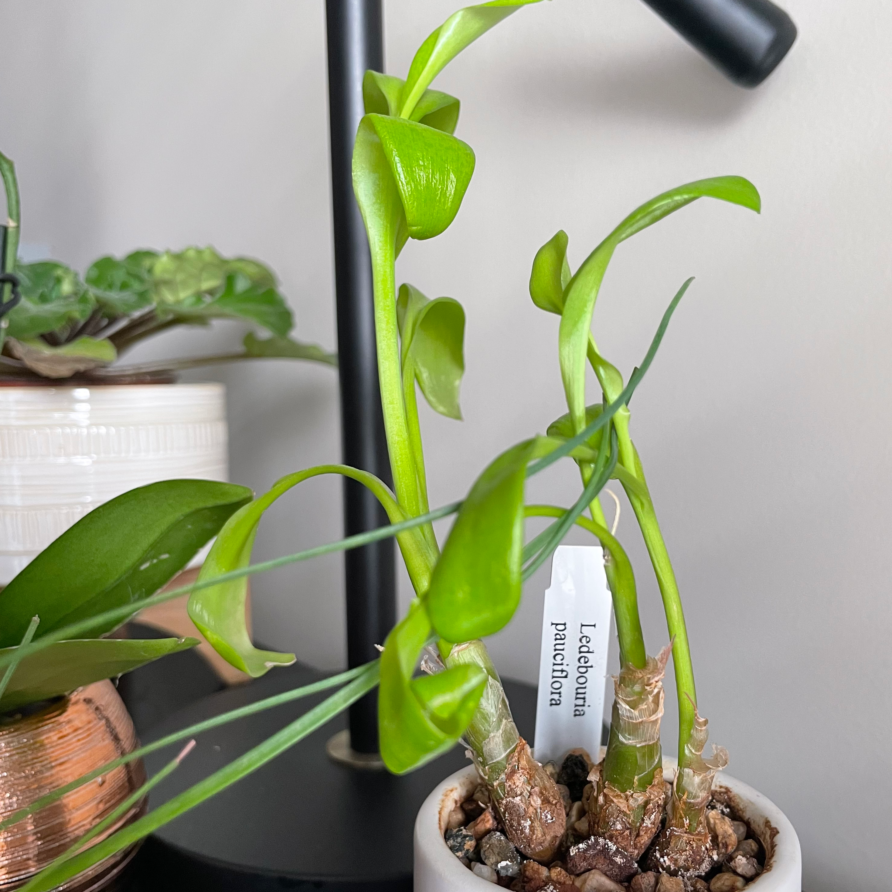 Photo of the plant species Italian Blubell by @SuaveSugarcane named Your plant on Greg, the plant care app