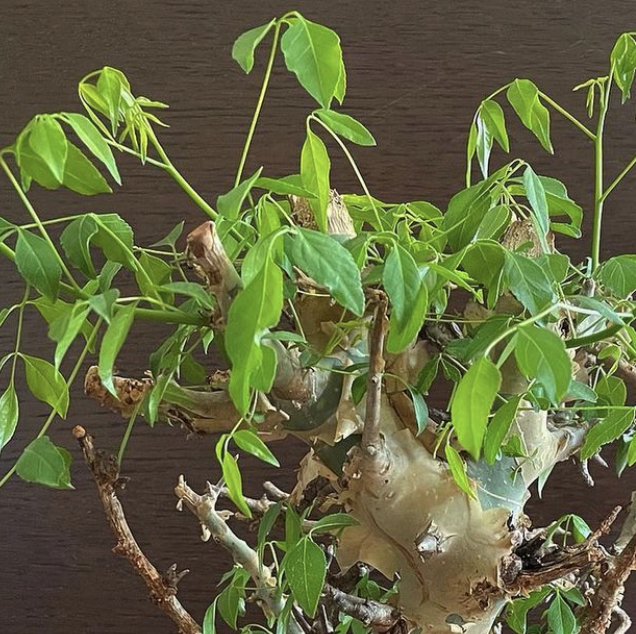 Photo of the plant species African myrrh by @crimsonriver named Ai on Greg, the plant care app