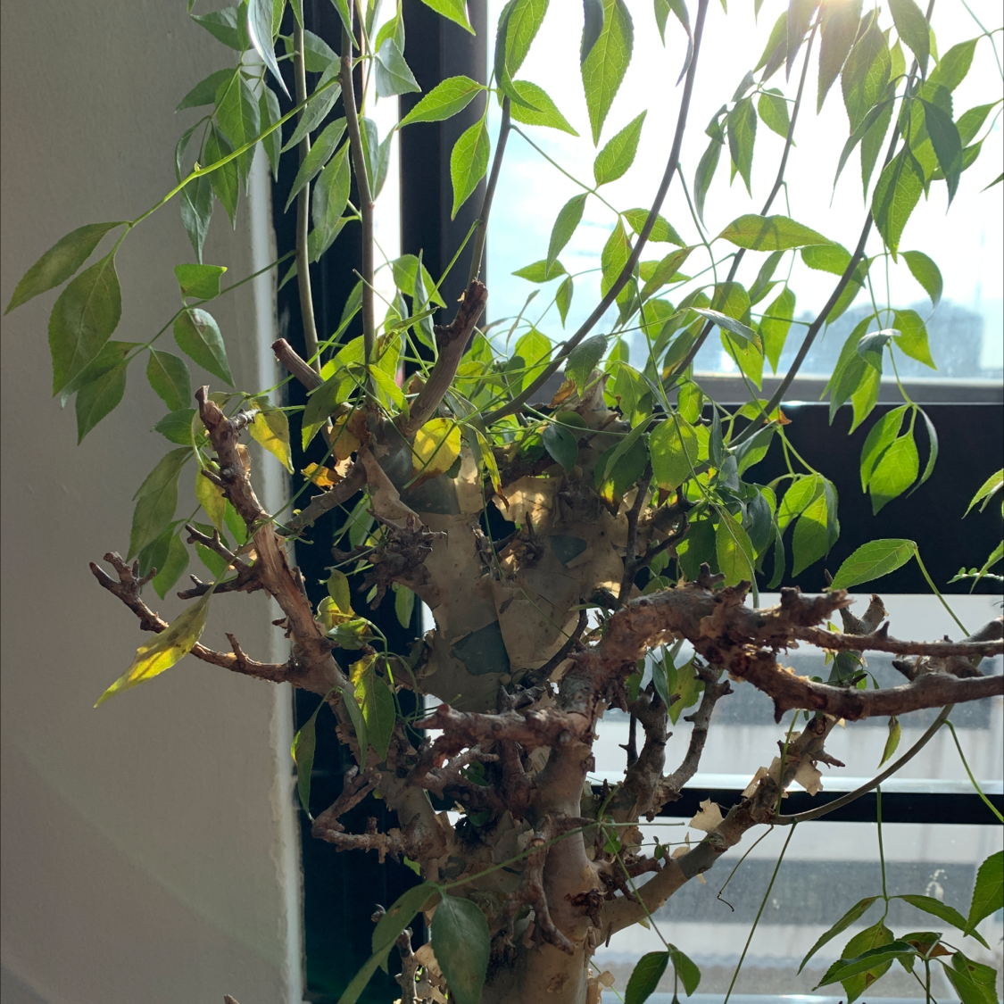 Plant care for Commiphora alaticaulis on Greg, the plant care app