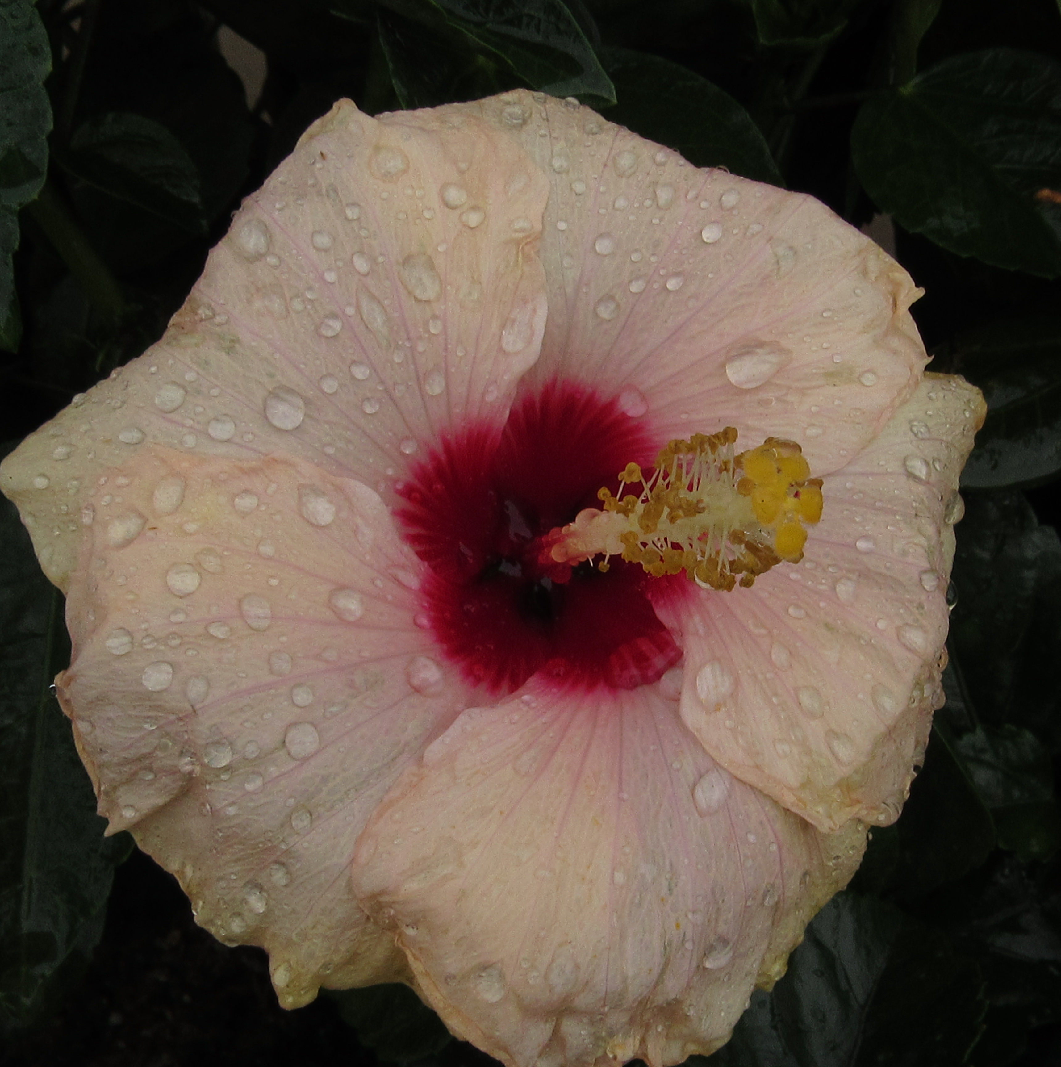 Crimsoneyed Rosemallow flower with water droplets on petals and dark green leaves in the background.