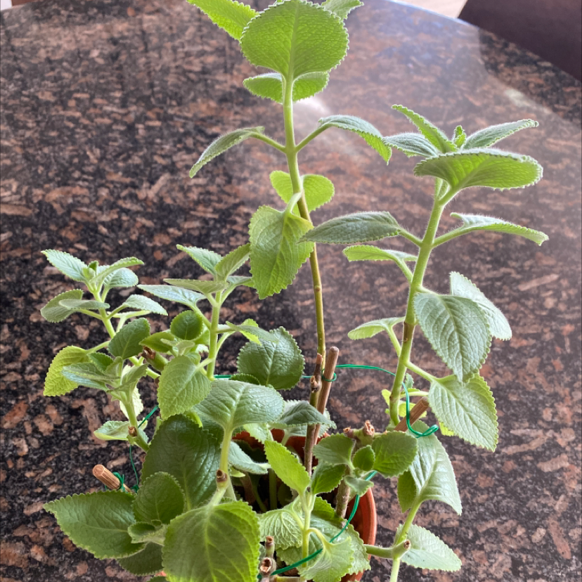 Healthy Mexican Mint plant in a pot with vibrant green leaves.