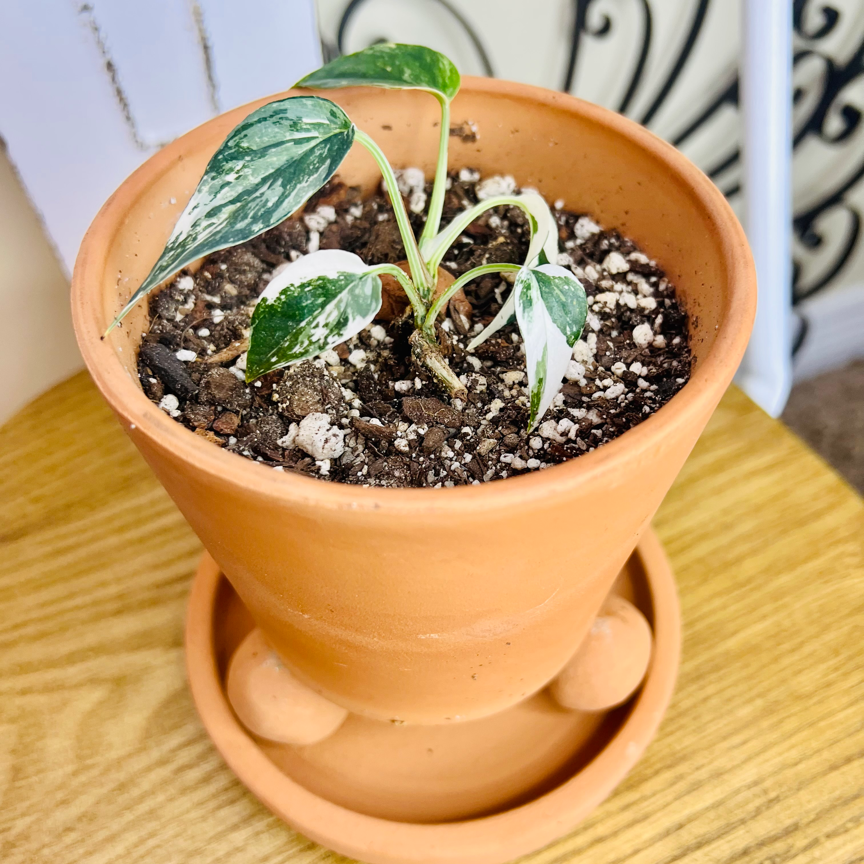 Potted Variegated Epipremnum pinnatum with variegated leaves in a terracotta pot.