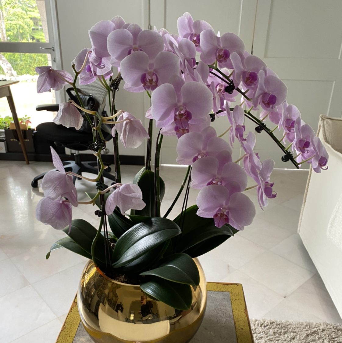 Noble Dendrobium plant with light purple flowers in a golden pot indoors.