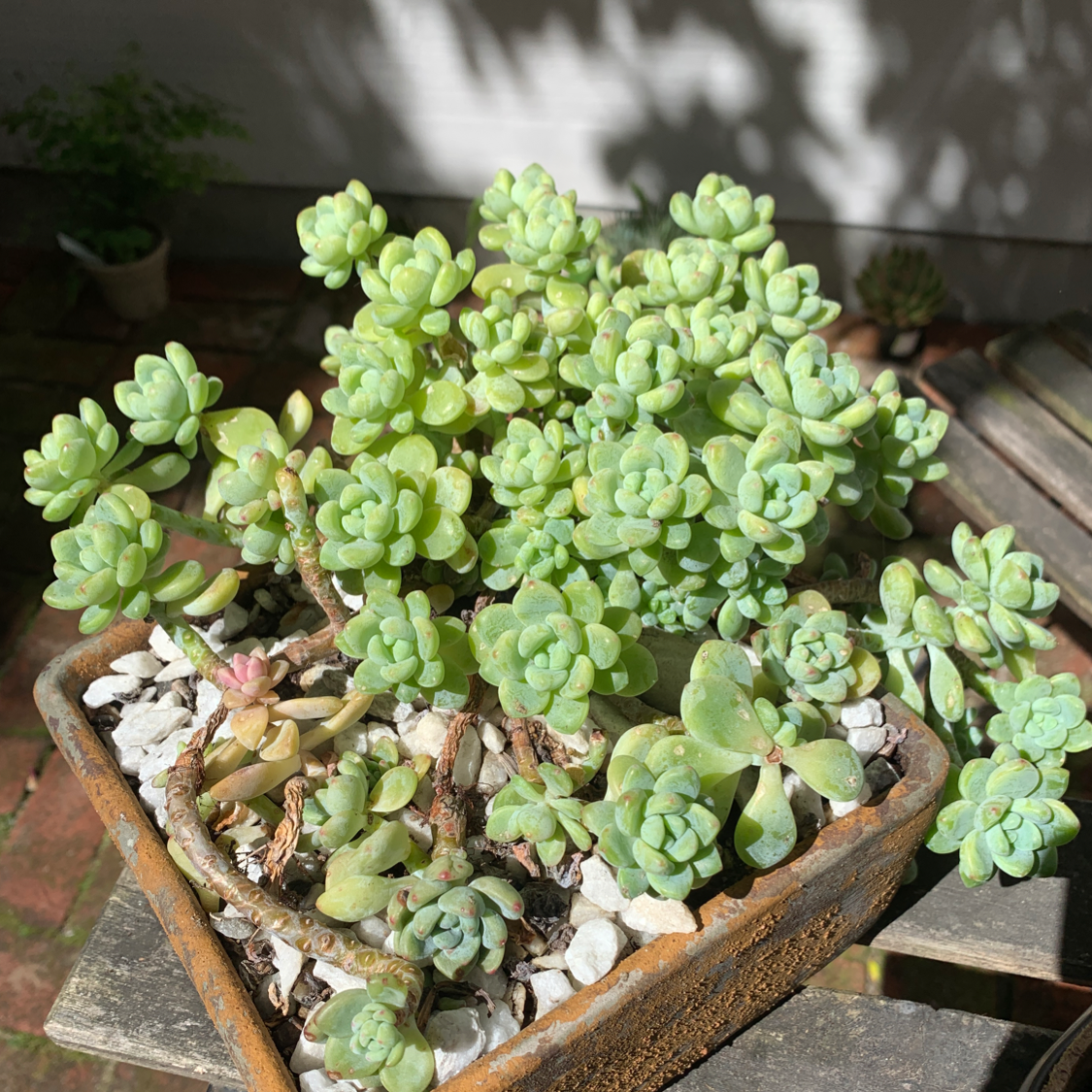 Purdy's Stonecrop succulent plant in a pot with white stones, well-framed and in focus.