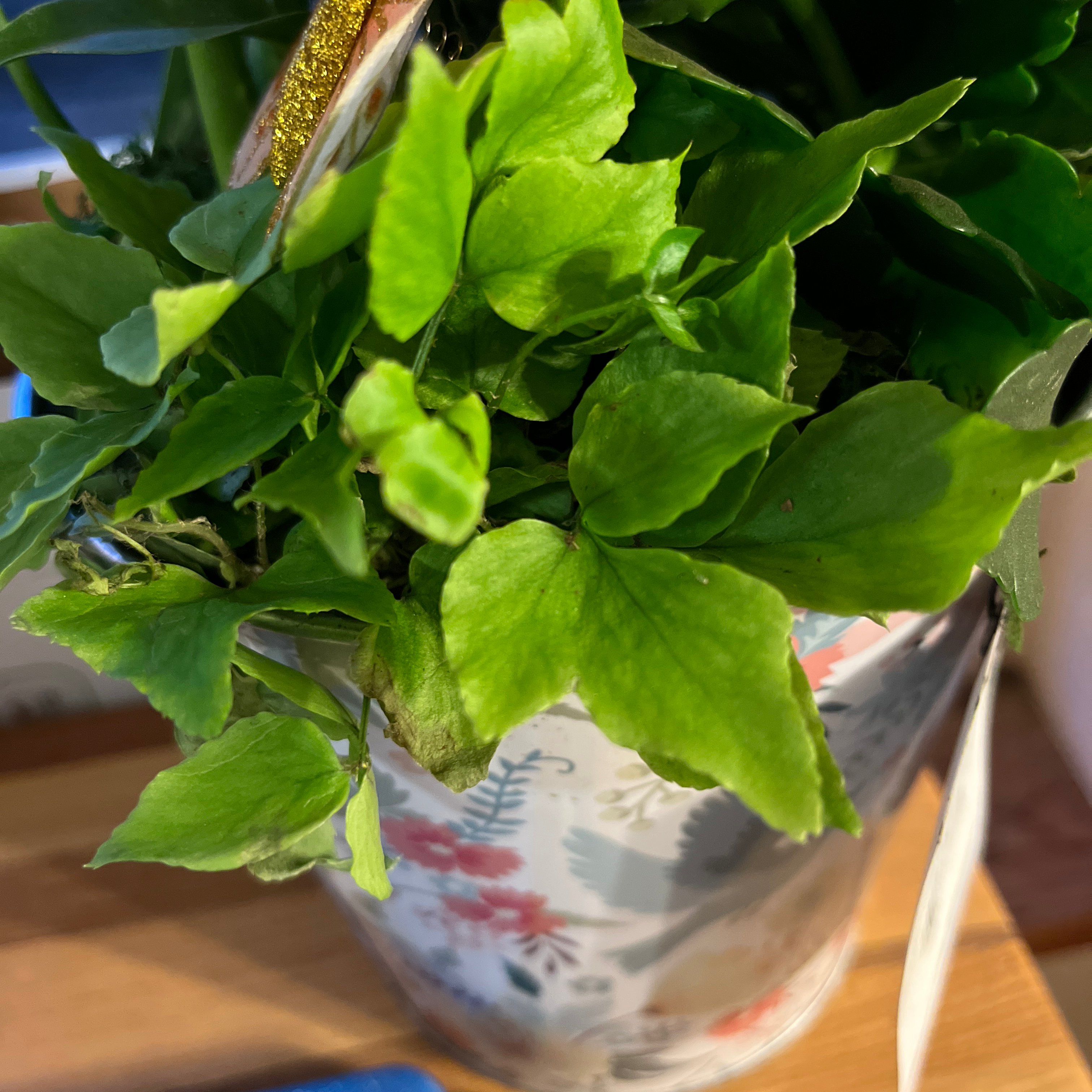 House Holly-Fern with vibrant green leaves in a decorative pot.