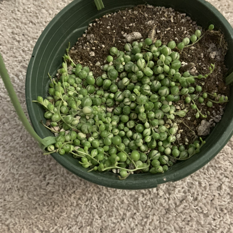 String of Pearls plant photo by Dawn b named Bubbles on Greg, the plant care app.
