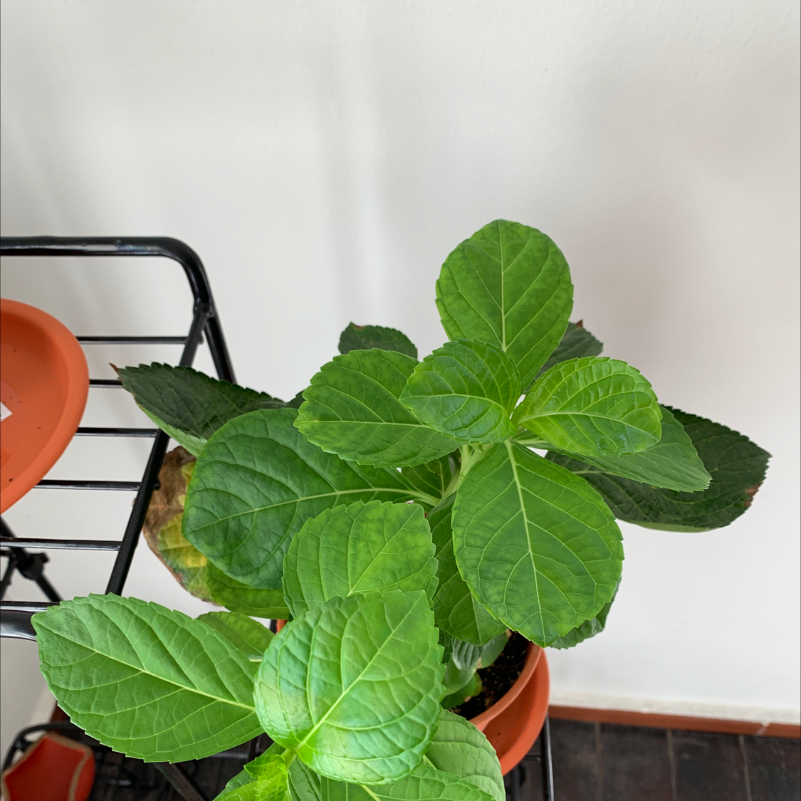 French Hydrangea plant with vibrant green leaves in a pot, no visible soil or flowers.