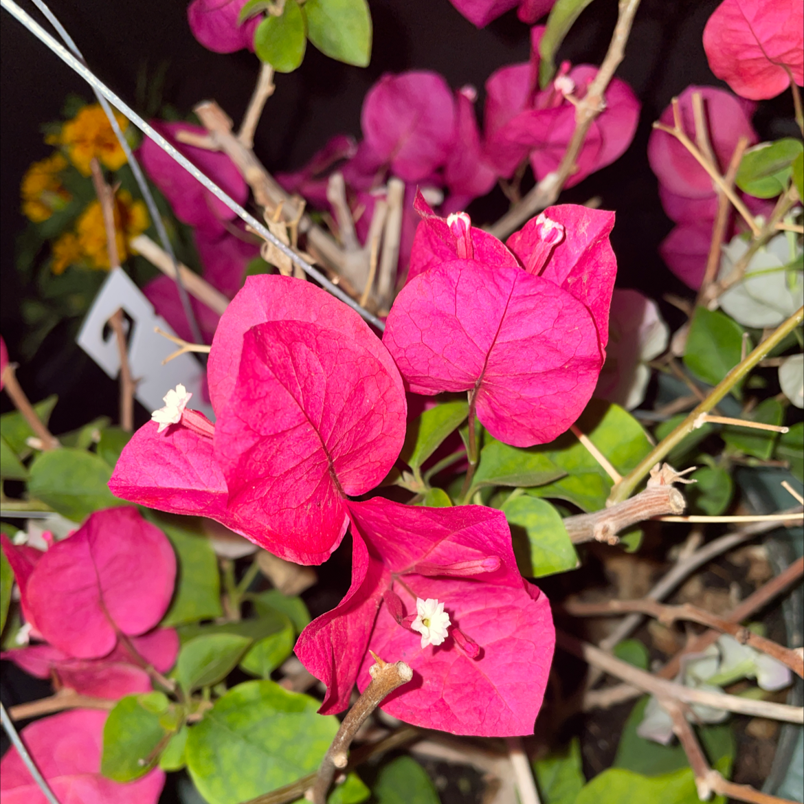 Lesser Bougainvillea with vibrant pink bracts and small white flowers.