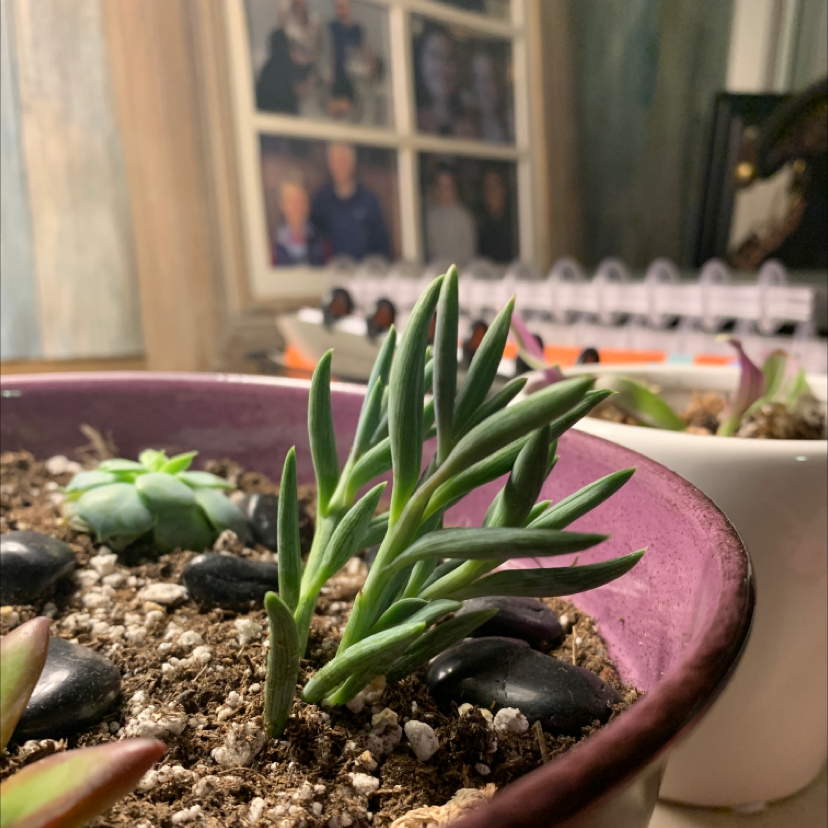 Blue Chalksticks plant in a purple pot with visible soil and other plants in the background.