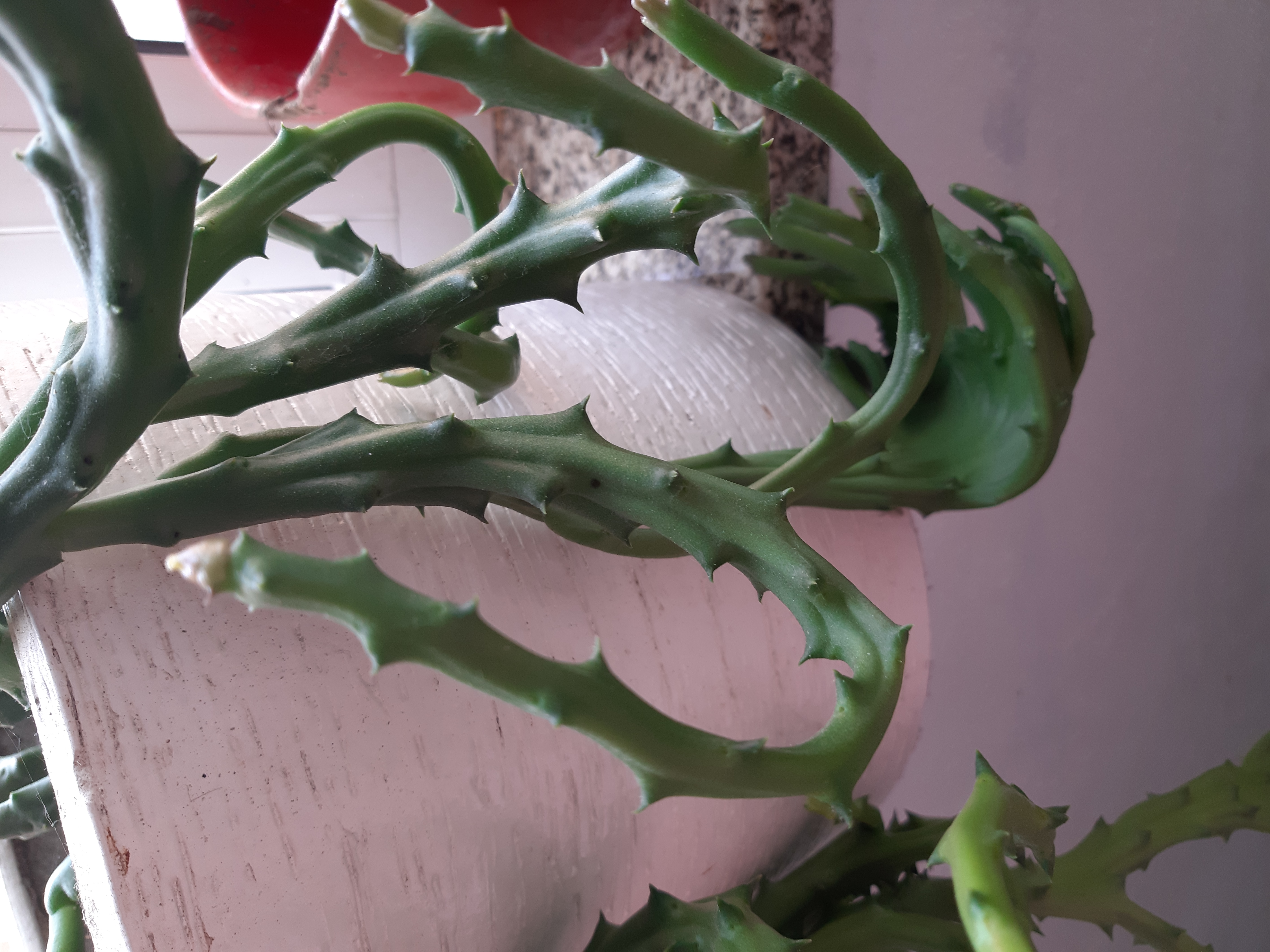 Green succulent plant with thick, spiky stems in a pot, likely Stapelia Planiflora Jacq.