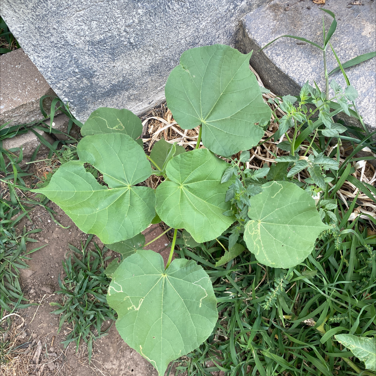 Velvetleaf plant with large, heart-shaped leaves showing some damage, growing outdoors.