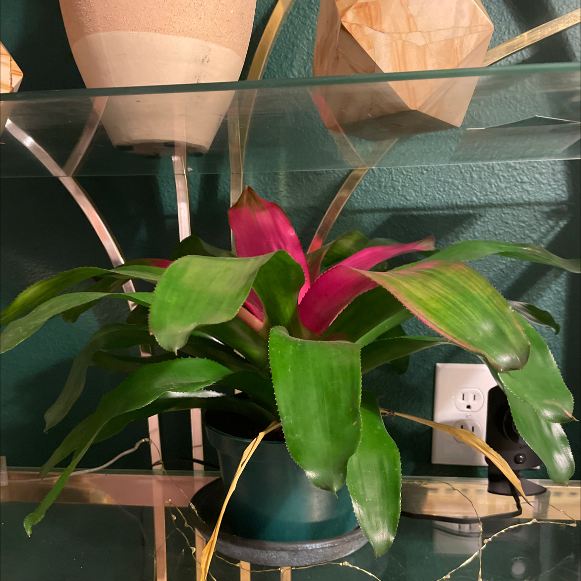Urn Plant with green leaves and a central pink bract, some browning at leaf tips, potted on a shelf.