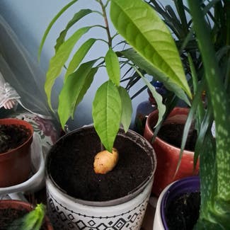 Avocado plant in Plymouth, England
