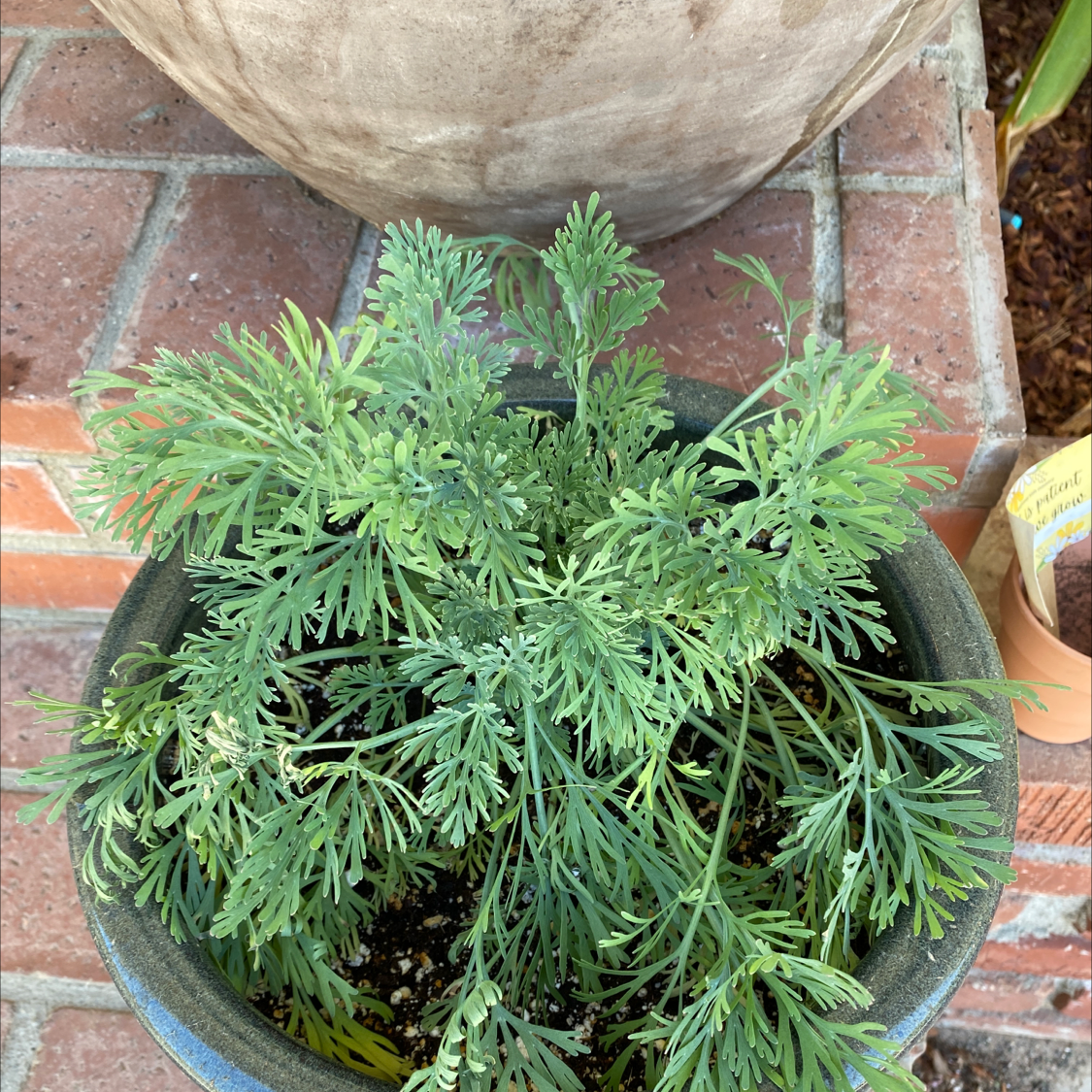 Potted California Poppy plant with healthy, feathery leaves.