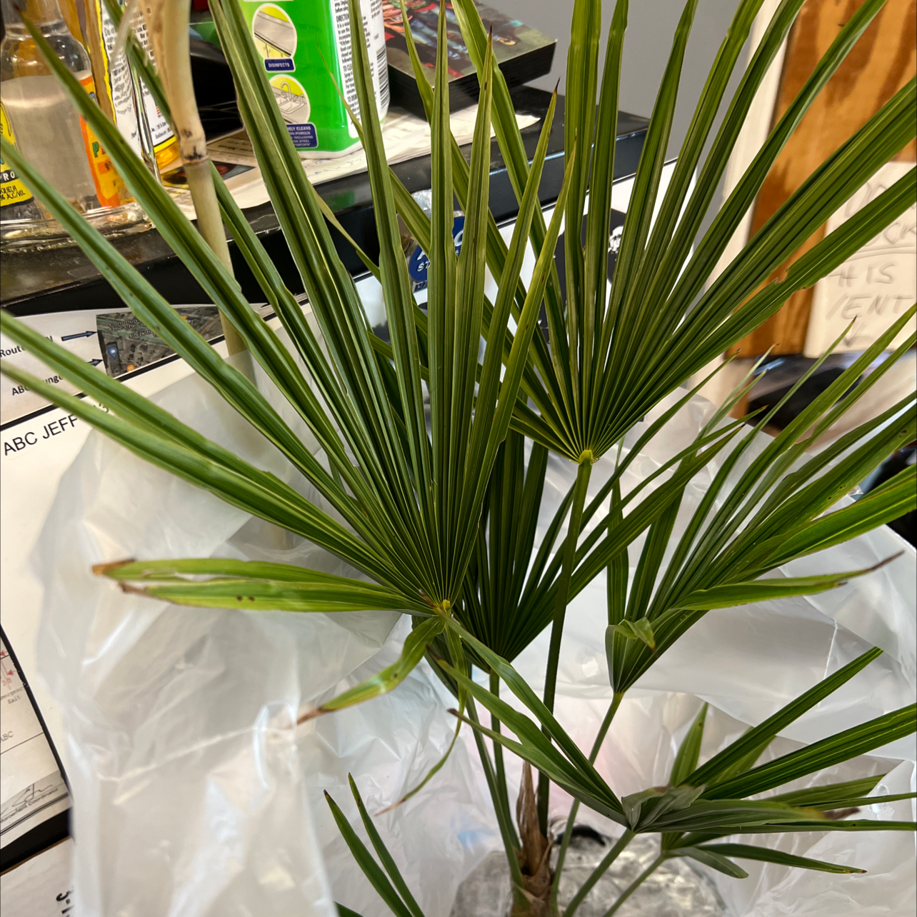 European Fan Palm with green, fan-shaped leaves indoors.