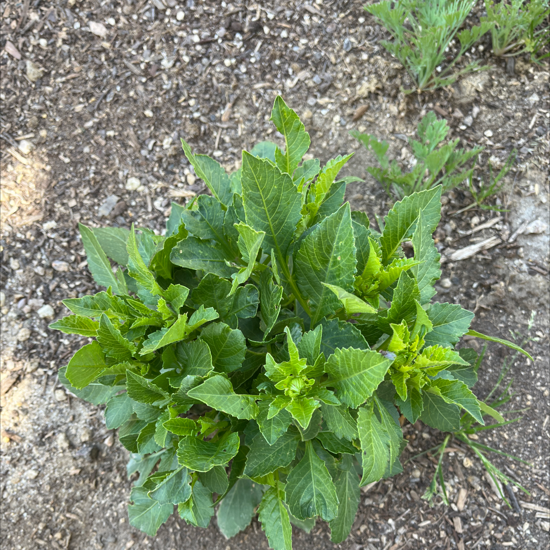 Photo of the plant species Charlock Mustard by @SeasonalRosilla named Your plant on Greg, the plant care app