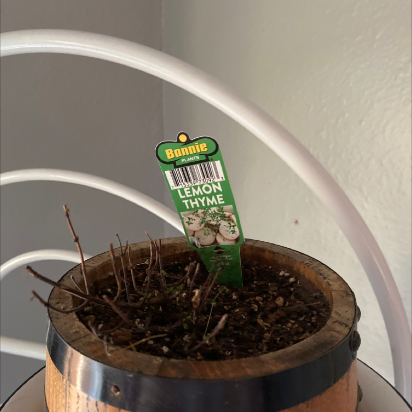 A healthy, thriving potted Lemon Thyme plant with dense green foliage and woody stems, in a wooden pot with dry soil.