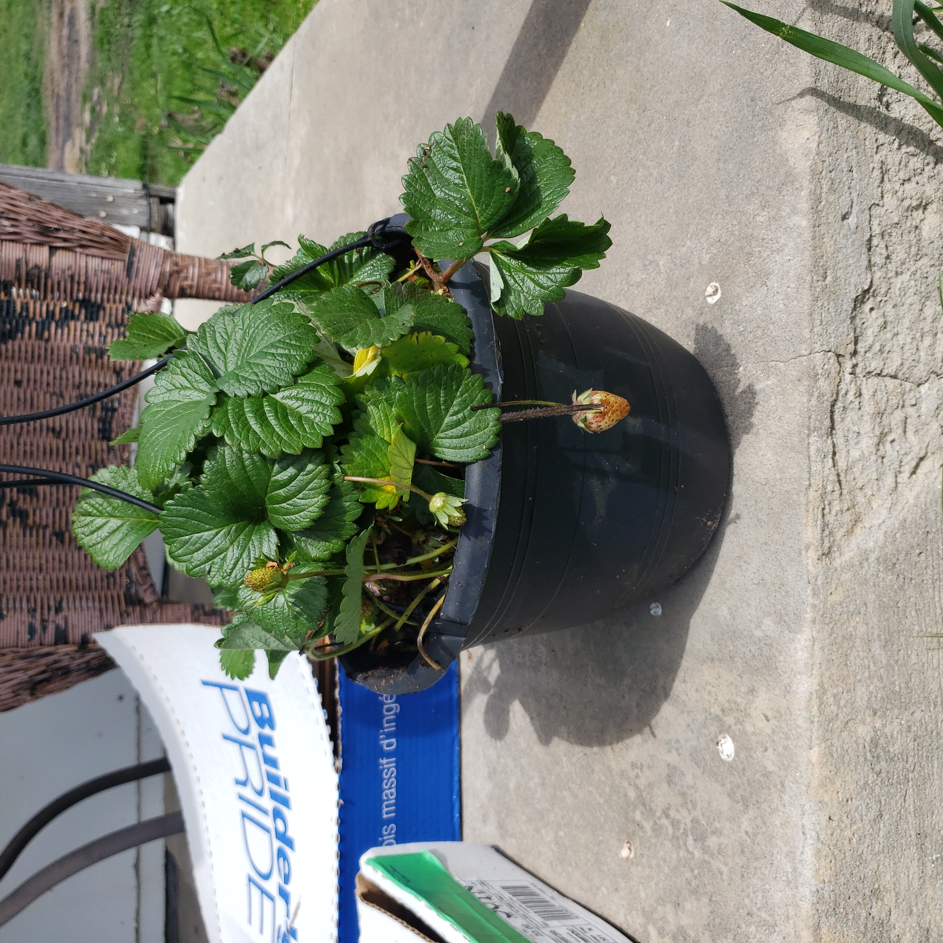 Potted Mock Strawberry plant with green leaves and some yellowing, placed on a concrete surface.