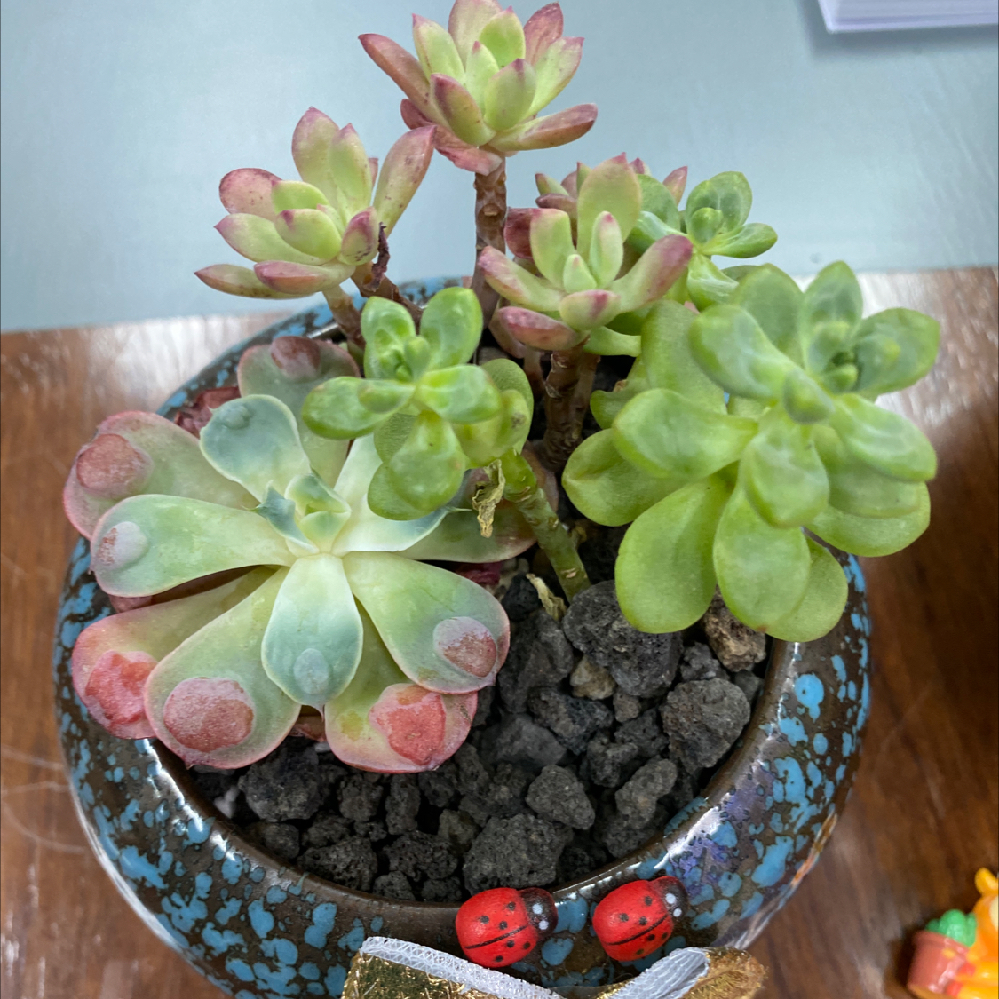 Raindrops Echeveria succulent in a pot with multiple rosettes and some red spots on leaves.