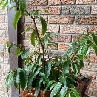 Bolivian Begonia plant in Columbia, South Carolina