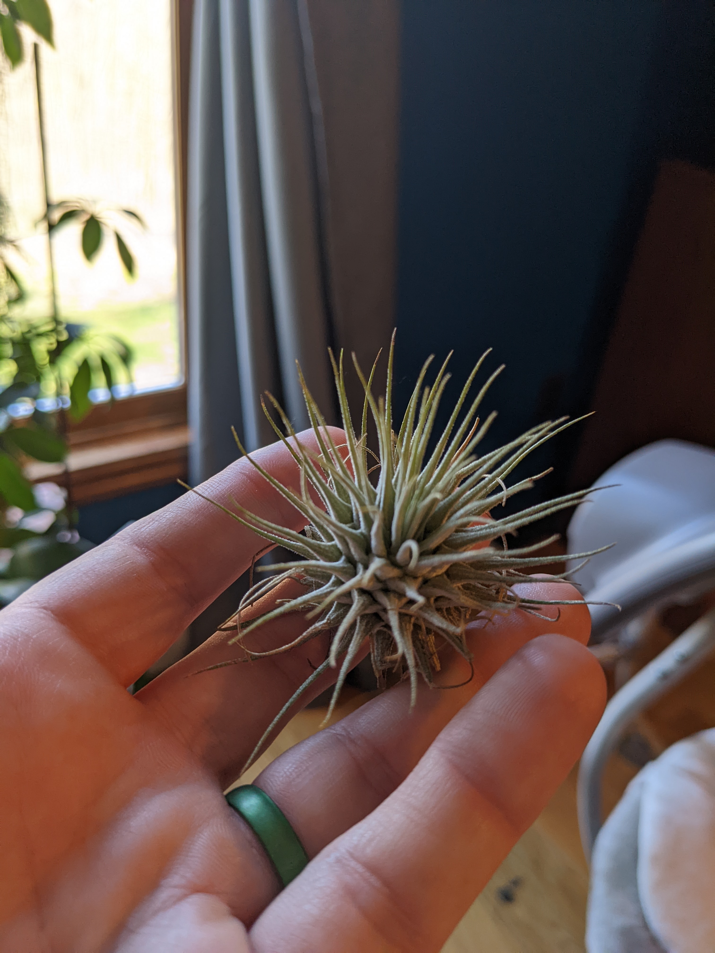 Tillandsia ionantha 'Guatemala' held in a hand, appears healthy.